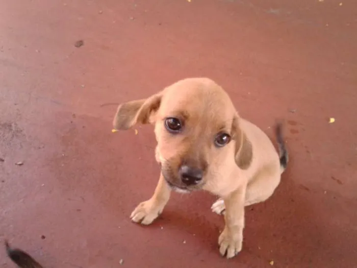 Cachorro ra a  idade Abaixo de 2 meses nome Bigodinha e seus fi