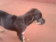 Bigodinha e seus fi