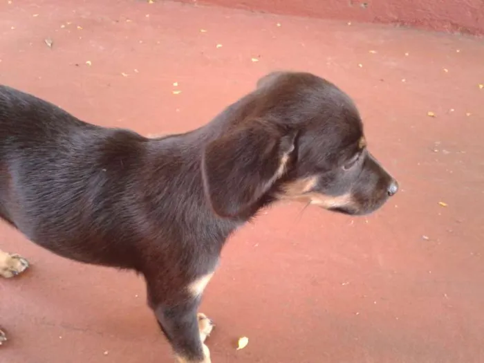 Cachorro ra a  idade Abaixo de 2 meses nome Bigodinha e seus fi