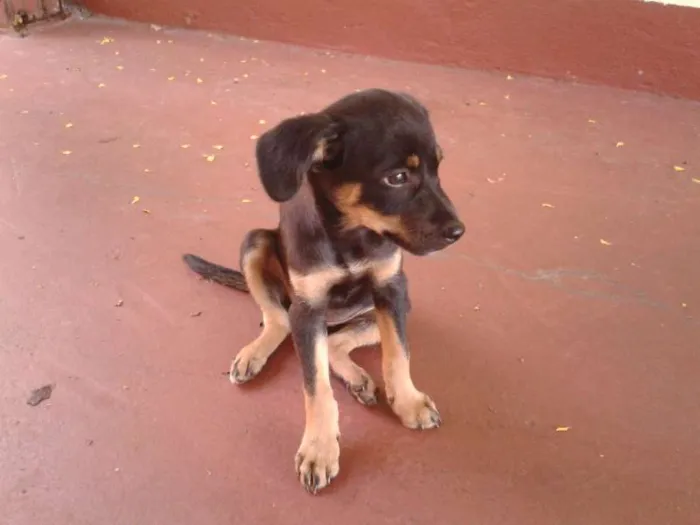 Cachorro ra a  idade Abaixo de 2 meses nome Bigodinha e seus fi