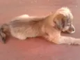 Bigodinha e seus fi