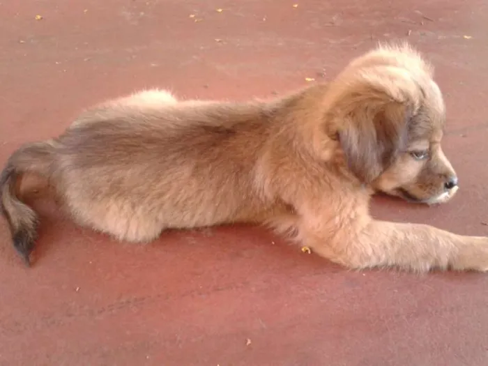 Cachorro ra a  idade Abaixo de 2 meses nome Bigodinha e seus fi