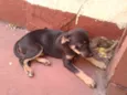 Bigodinha e seus fi