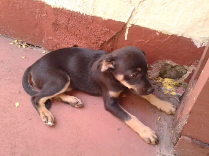 Cachorro ra a  idade Abaixo de 2 meses nome Bigodinha e seus fi