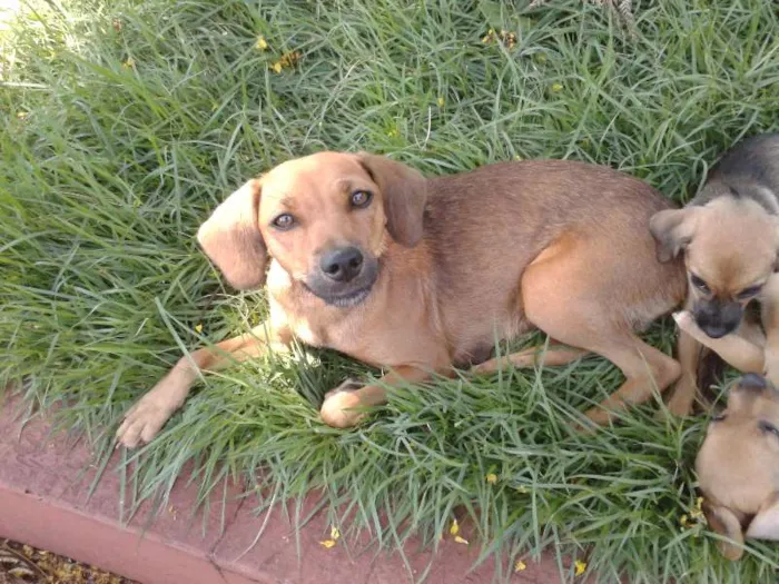 Cachorro ra a  idade Abaixo de 2 meses nome Bigodinha e seus fi