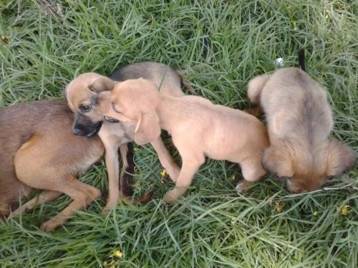 Cachorro ra a  idade Abaixo de 2 meses nome Bigodinha e seus fi