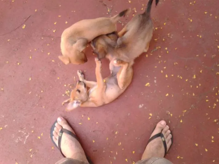 Cachorro ra a  idade Abaixo de 2 meses nome Bigodinha e seus fi