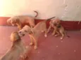 Bigodinha e seus fi