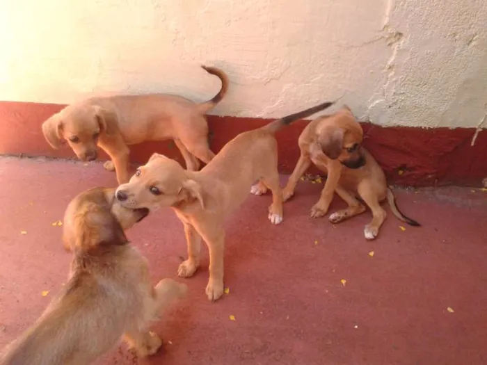 Cachorro ra a  idade Abaixo de 2 meses nome Bigodinha e seus fi