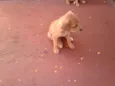 Bigodinha e seus fi