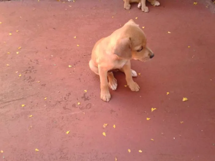 Cachorro ra a  idade Abaixo de 2 meses nome Bigodinha e seus fi