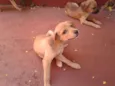 Bigodinha e seus fi