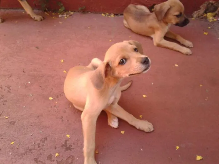 Cachorro ra a  idade Abaixo de 2 meses nome Bigodinha e seus fi
