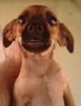Bigodinha e seus fi