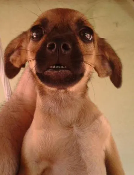 Cachorro ra a  idade Abaixo de 2 meses nome Bigodinha e seus fi