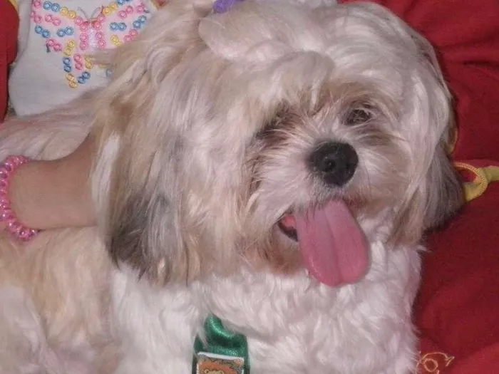 Cachorro ra a Lhasa Apso idade 5 anos nome Ju