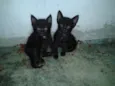 gatinhos