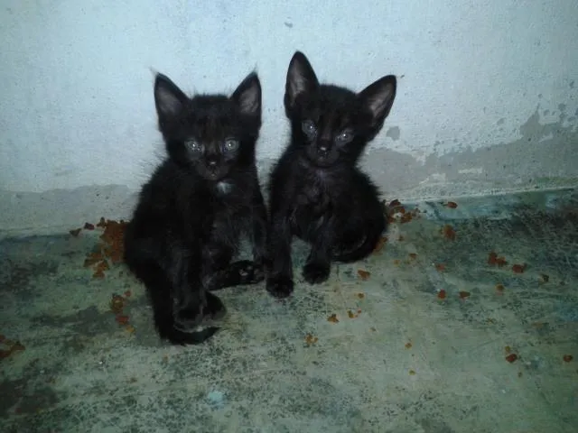 Gato ra a  idade Abaixo de 2 meses nome gatinhos
