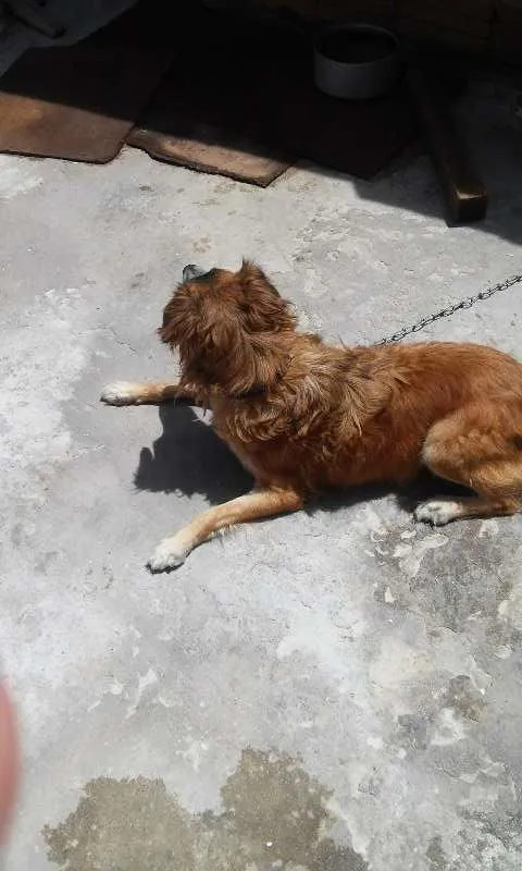 Cachorro ra a viralata idade 4 anos nome lessy