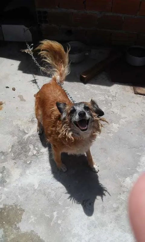 Cachorro ra a viralata idade 4 anos nome lessy