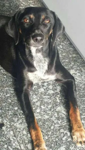 Cachorro raça SRD idade 2 anos nome Senna