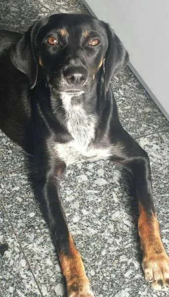 Cachorro ra a SRD idade 2 anos nome Senna