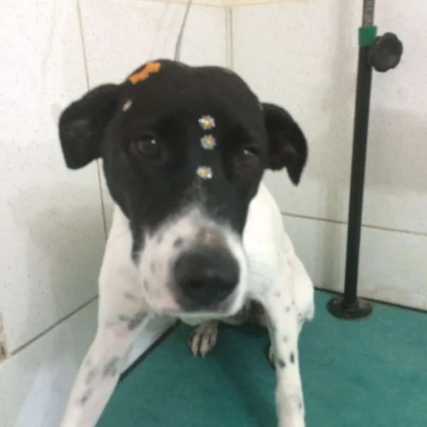 Cachorro ra a SRD idade 1 ano nome Lassie