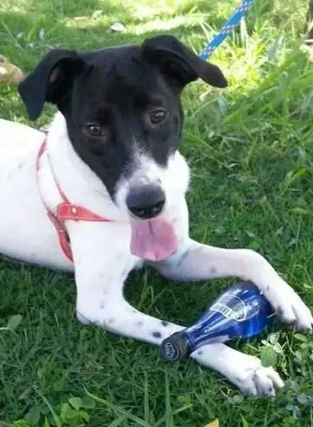 Cachorro ra a SRD idade 1 ano nome Lassie