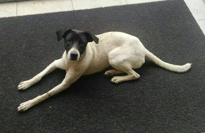 Cachorro ra a SRD idade 1 ano nome Lassie