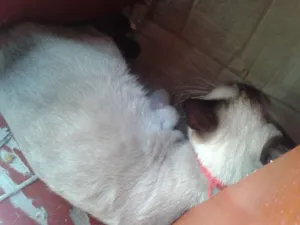 Gato raça Siamês idade 2 a 6 meses nome sarita