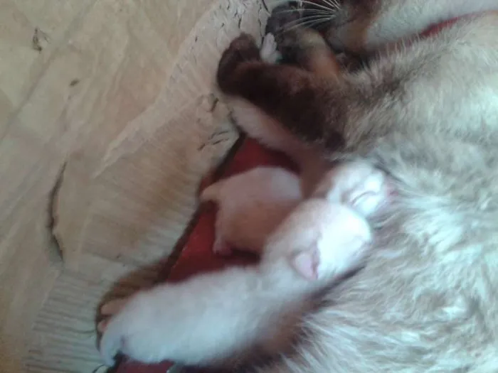 Gato ra a Siamês idade 2 a 6 meses nome sarita