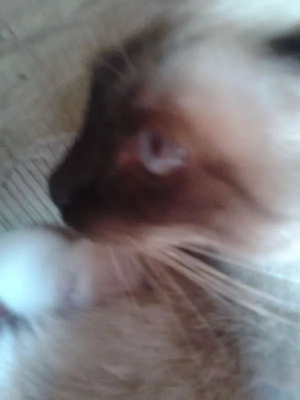 Gato ra a Siamês idade 2 a 6 meses nome sarita