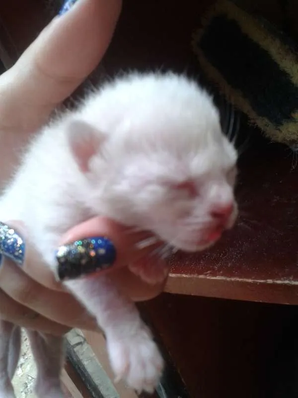 Gato ra a Siamês idade 2 a 6 meses nome sarita