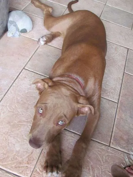 Cachorro ra a Pit-Bull idade 2 a 6 meses nome Alice