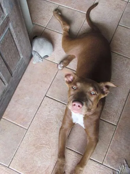 Cachorro ra a Pit-Bull idade 2 a 6 meses nome Alice