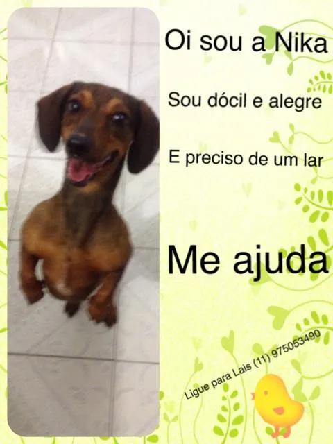 Cachorro ra a Dachsund  idade 2 anos nome Nica