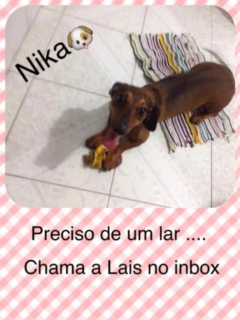 Cachorro ra a Dachsund  idade 2 anos nome Nica