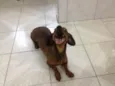 Nica