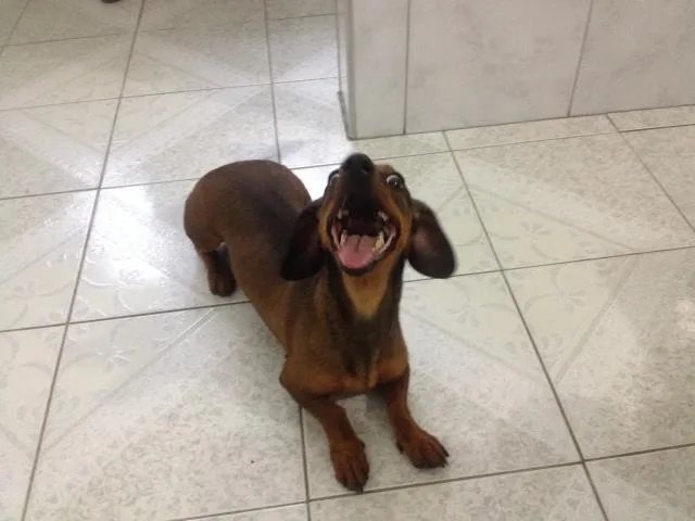 Cachorro ra a Dachsund  idade 2 anos nome Nica