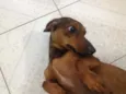 Nica