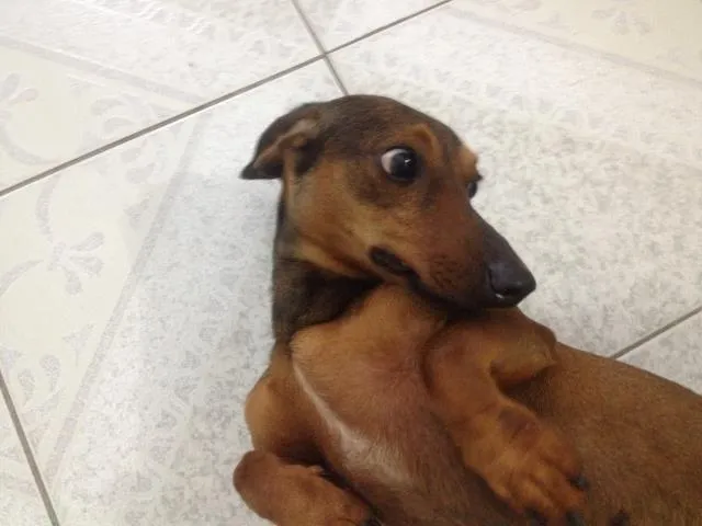Cachorro ra a Dachsund  idade 2 anos nome Nica