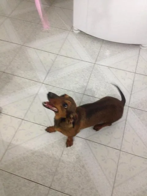 Cachorro ra a Dachsund  idade 2 anos nome Nica