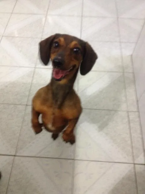 Cachorro ra a Dachsund  idade 2 anos nome Nica