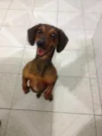 Nica
