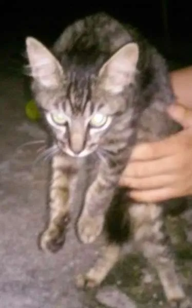 Gato ra a viralata idade 2 a 6 meses nome sem nome