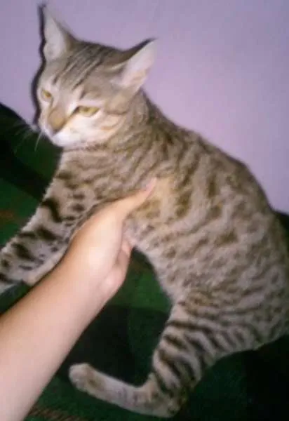 Gato ra a viralata idade 2 a 6 meses nome sem nome