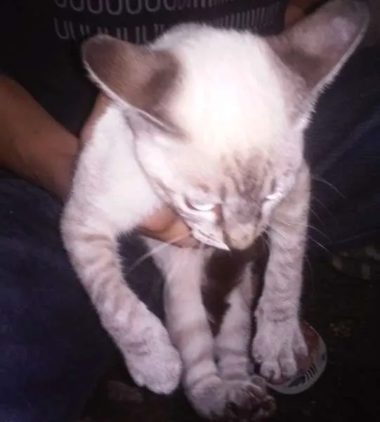 Gato ra a viralata idade 2 a 6 meses nome sem nome