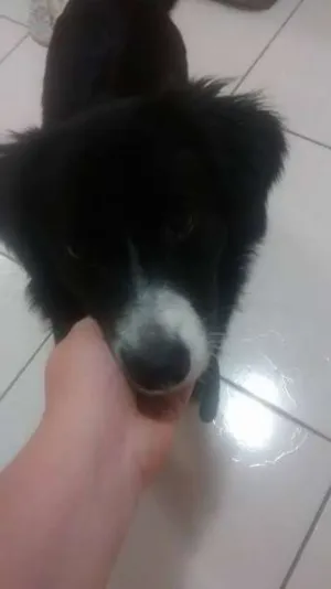 Cachorro raça  idade 7 a 11 meses nome TONTO