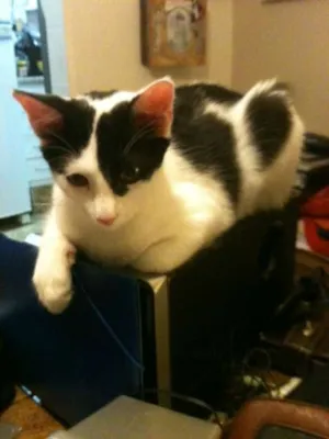 Gato raça Raça não definida idade 2 a 6 meses nome Belinha 
