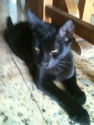 Gato raça Não definida  idade 2 a 6 meses nome Montanha 